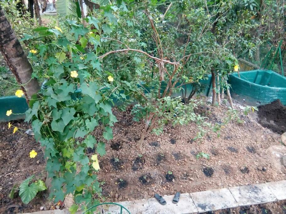 Bhitey Homestay Simantapally / Shantiniketan Luaran gambar